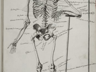 A plate from Diderot's Encyclopédie entitled Anatomie that shows an annotated image of a skeleton